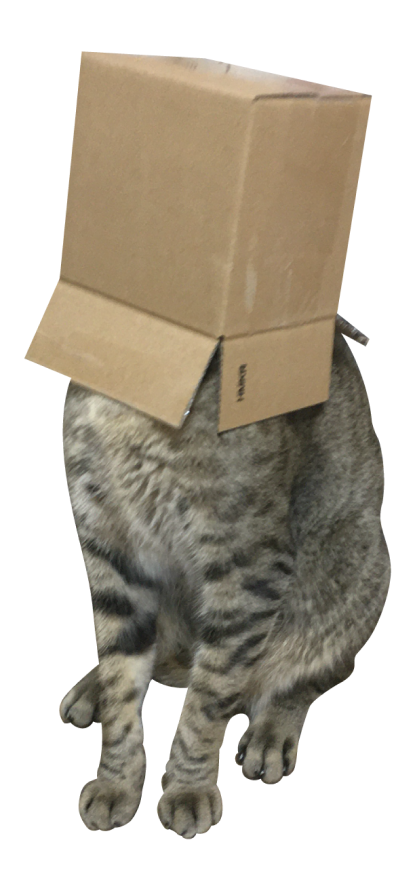 박스를 머리에 쓴 고양이 사진